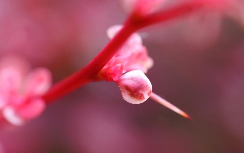 Red Branch with Buds