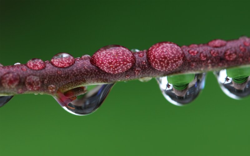 Red Branch with Water Droplets — Green