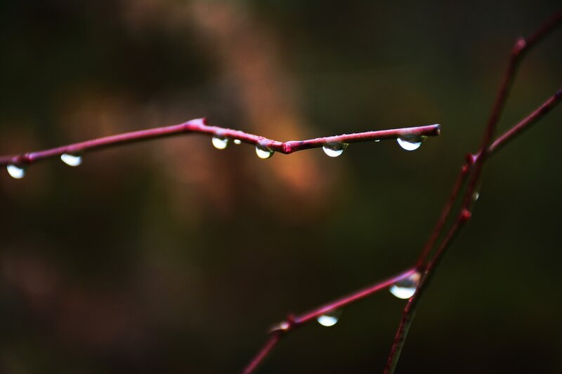 Red Branch with Water Droplets — Serene