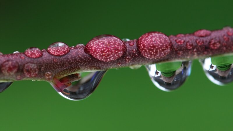 Red Branch with Water Droplets