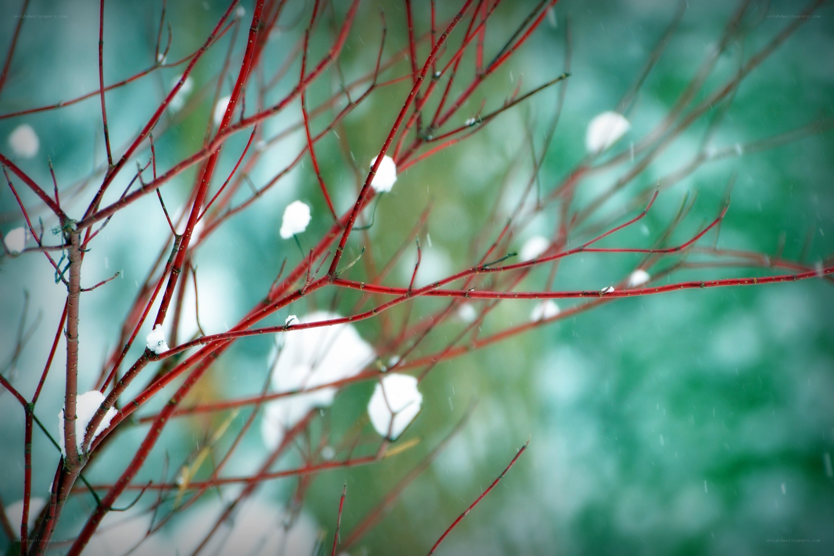 Red branches in snow
