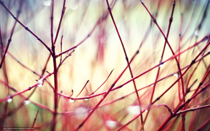 Red branches with dew drops