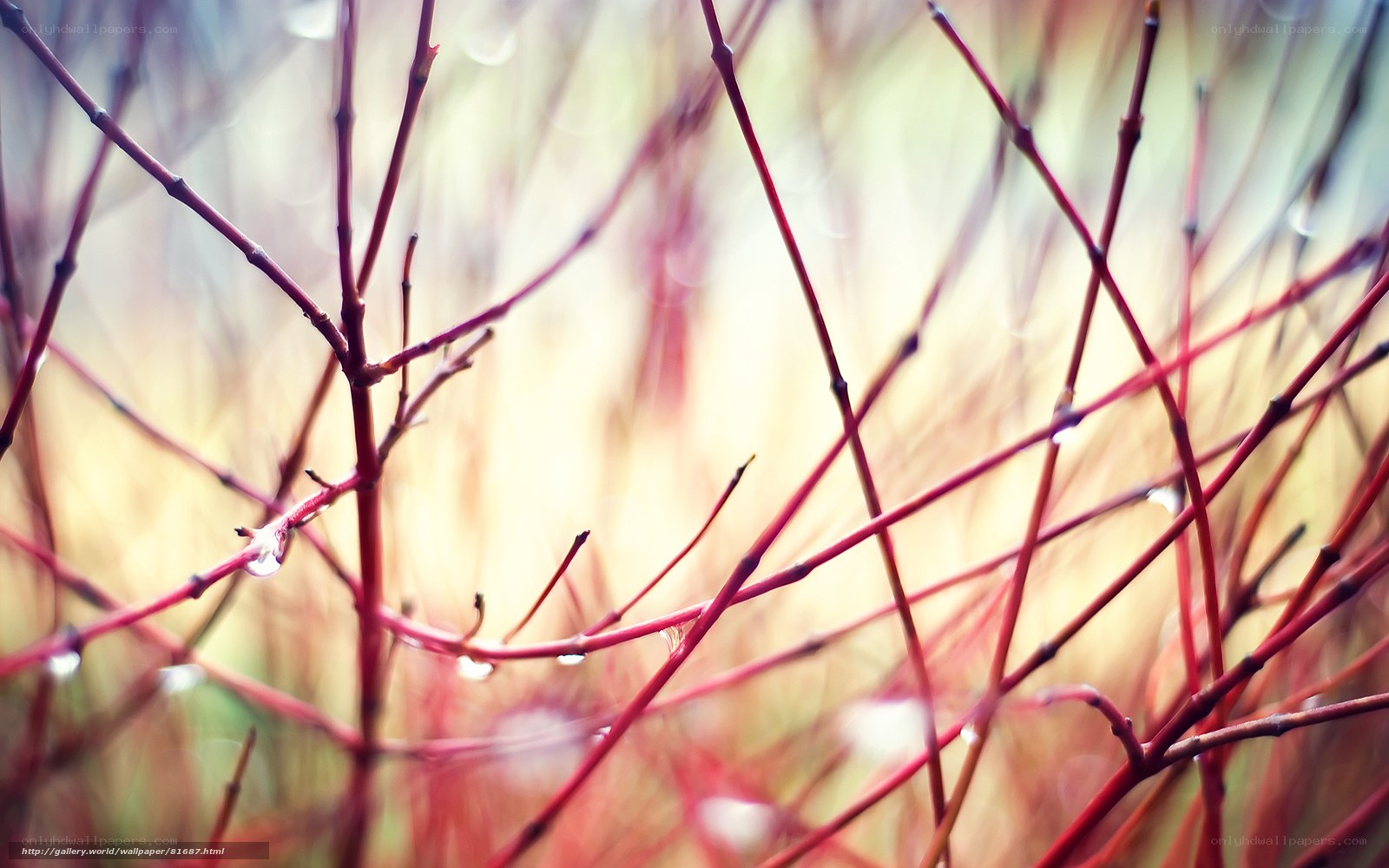 Red branches with dew drops