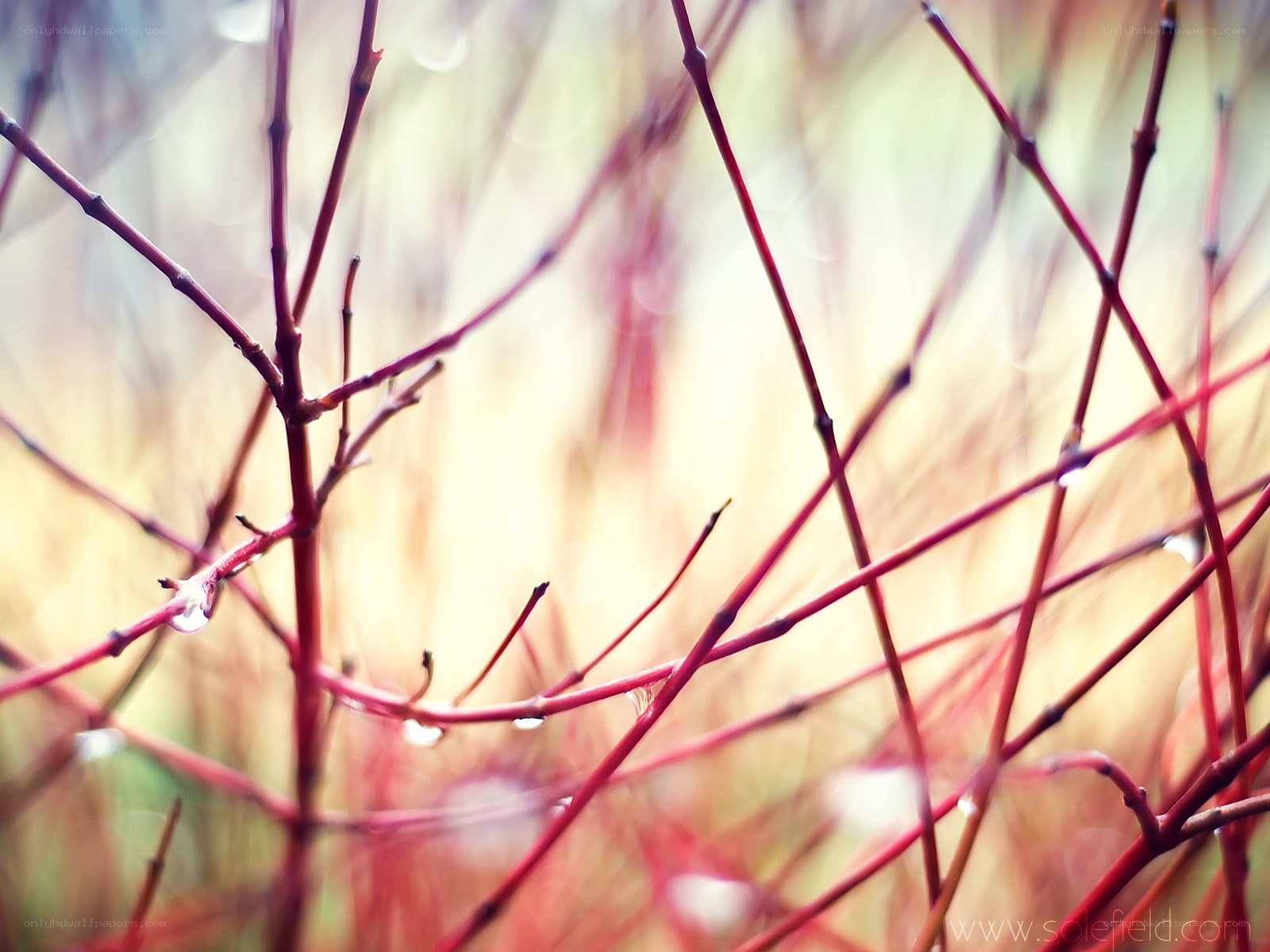 Red branches with water droplets
