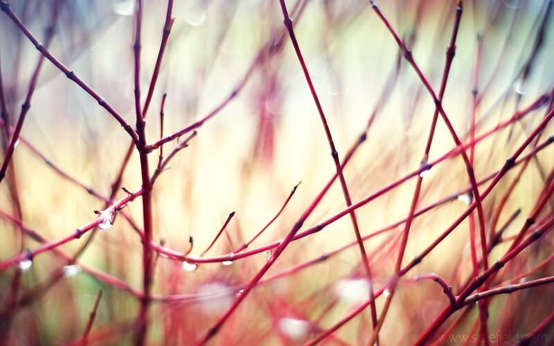 Red Branches with Water Droplets — Serene