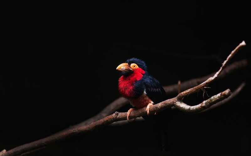 Red-breasted Barbet