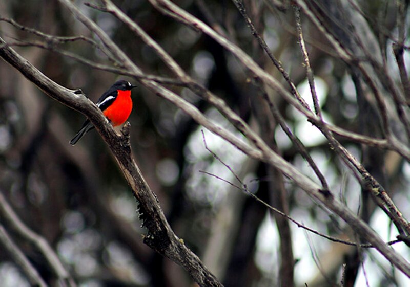 Red-breasted Bird — Black, Natural