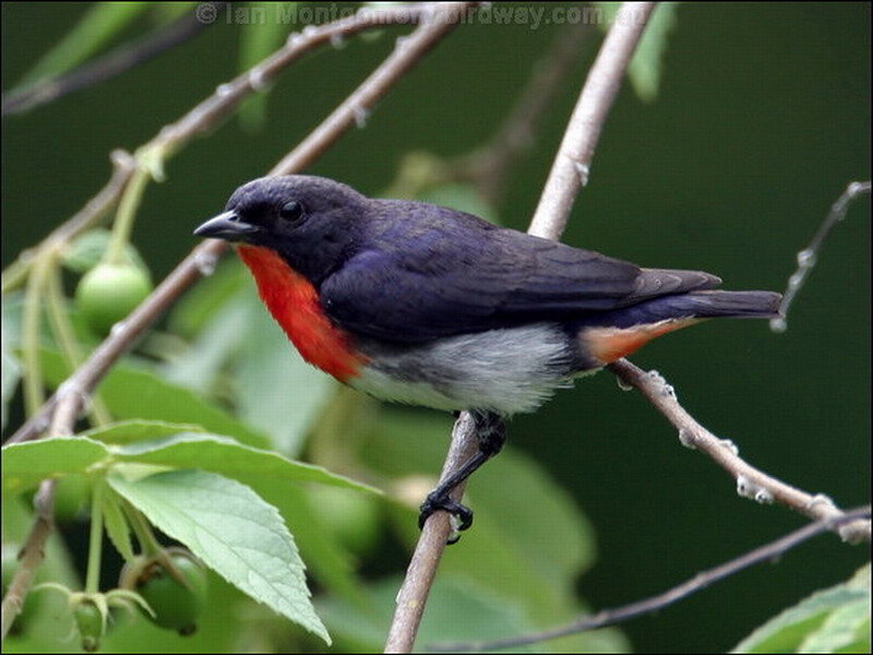 Red-breasted Bird — Black