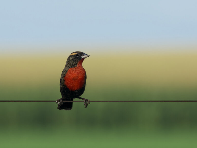 Red-breasted Bird — Green