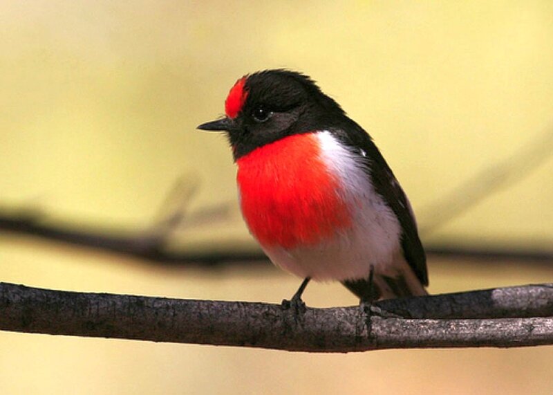 Red-breasted bird on a branch