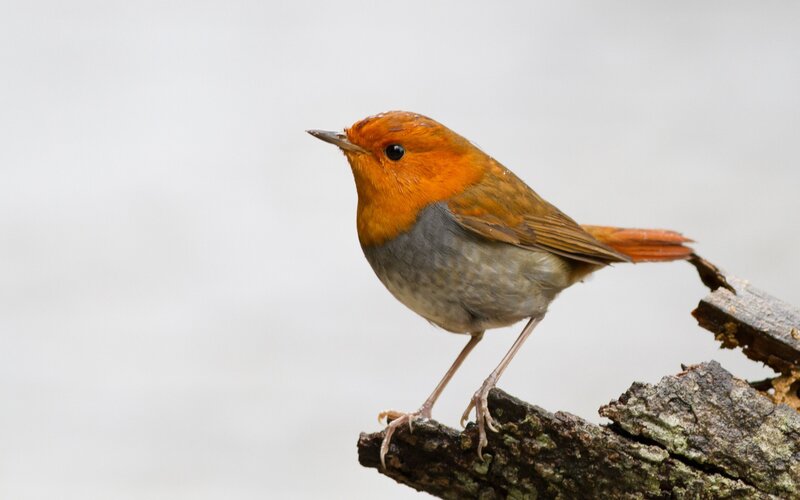 Red-breasted Bird — Orange