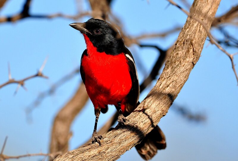 Red-breasted Bird — Red, Calm, Afternoon, Photograph