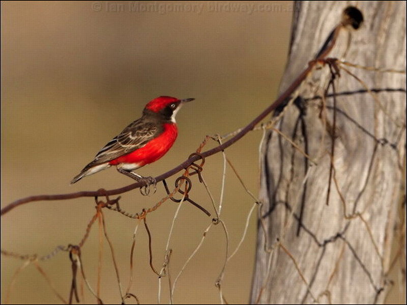 Red-breasted Bird — Red, Calm, Afternoon