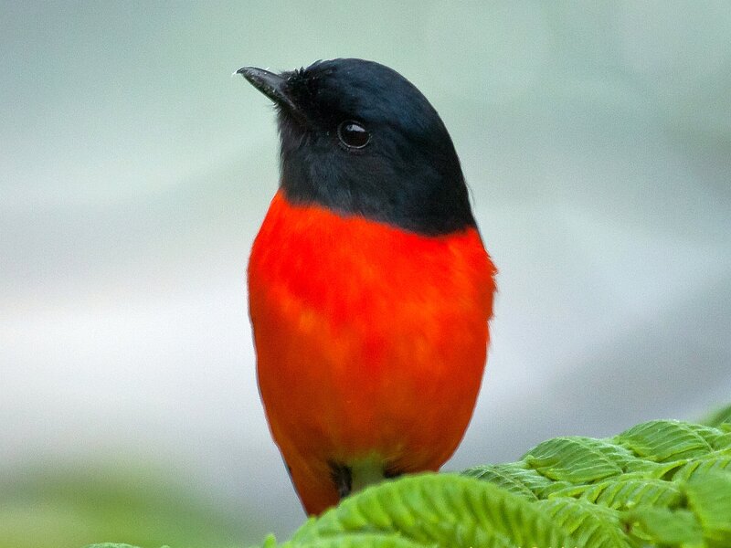 Red-breasted Bird — Red, Calm, Photograph