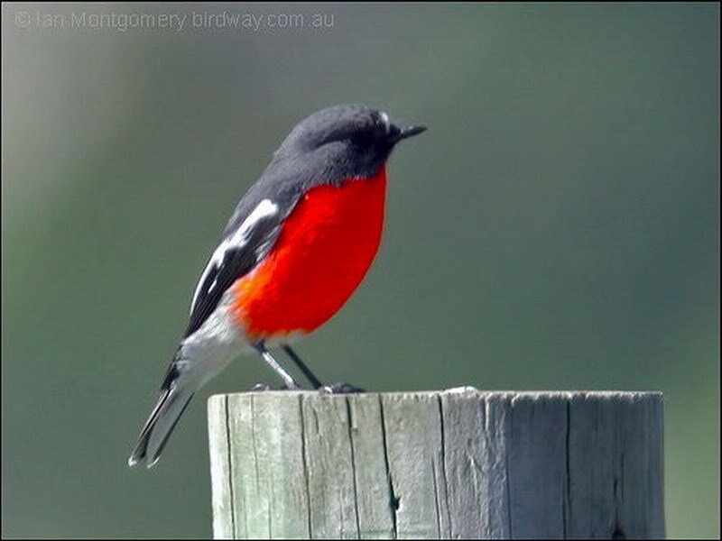 Red-breasted Bird — Red, Calm