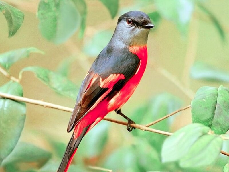 Red-breasted Bird — Red