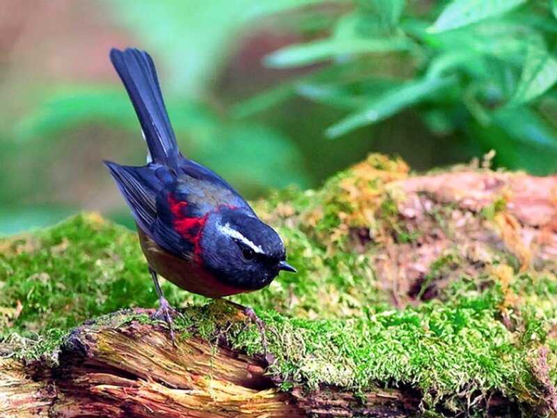 Red-breasted Bird