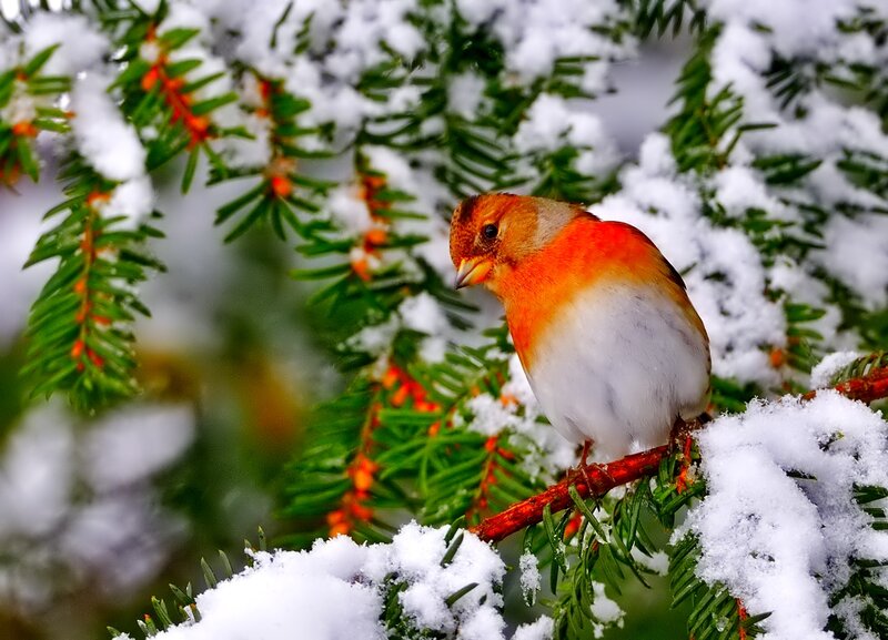 Red-breasted Finch
