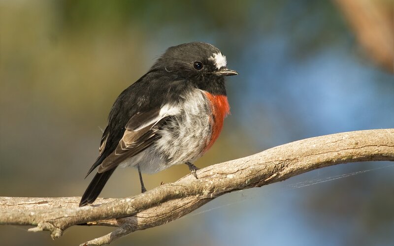 Red-breasted Flycatcher — Black, Calm