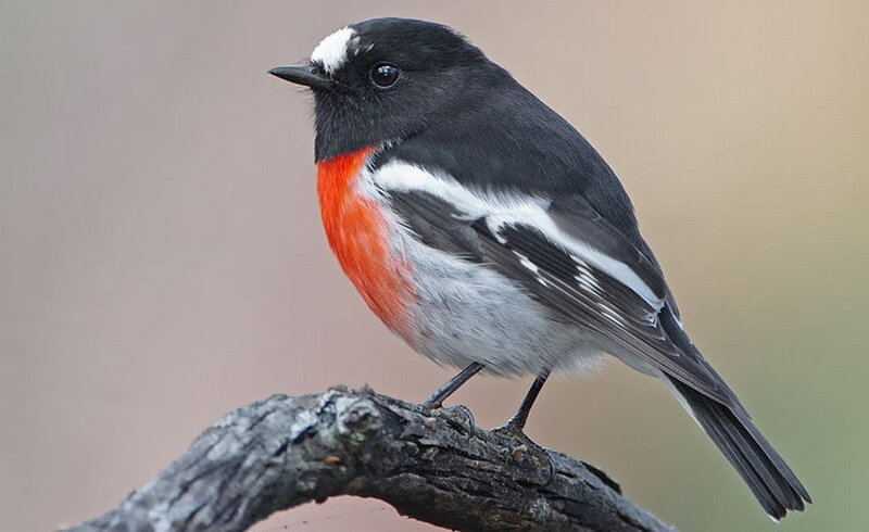 Red-breasted Flycatcher — Black