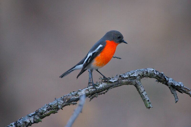 Red-breasted Flycatcher — Gray