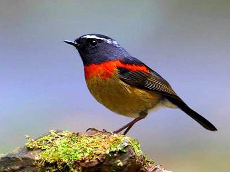 Red-breasted Flycatcher — Green, Natural