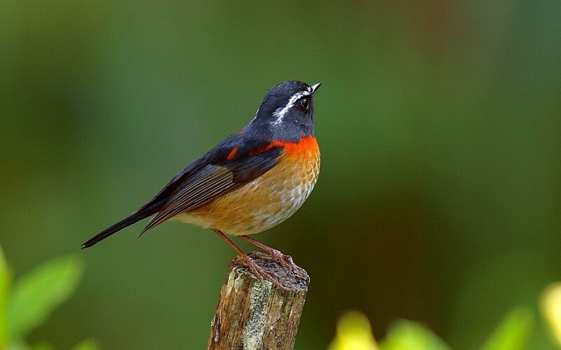 Red-breasted Flycatcher — Green