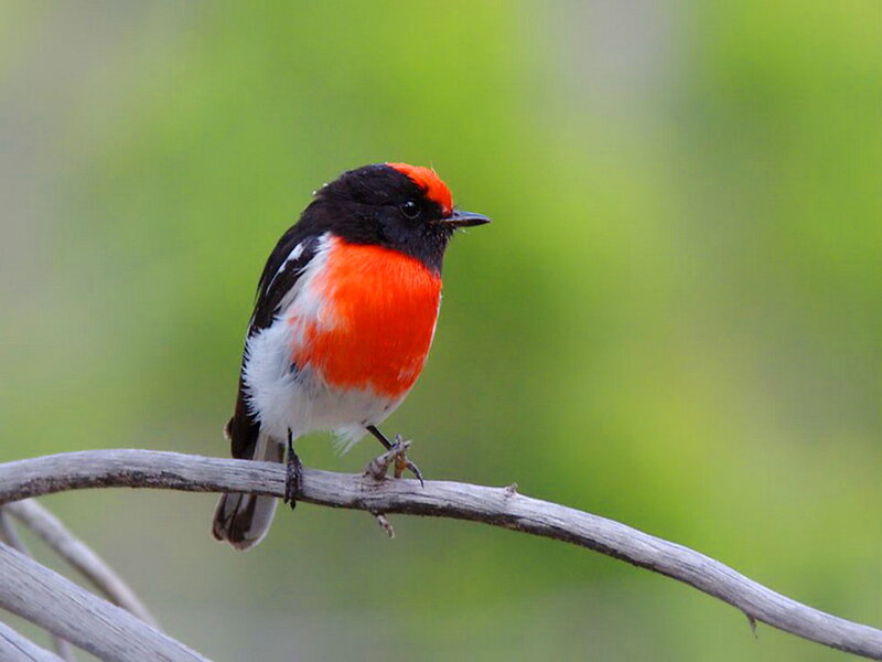 Red-breasted Flycatcher — Red