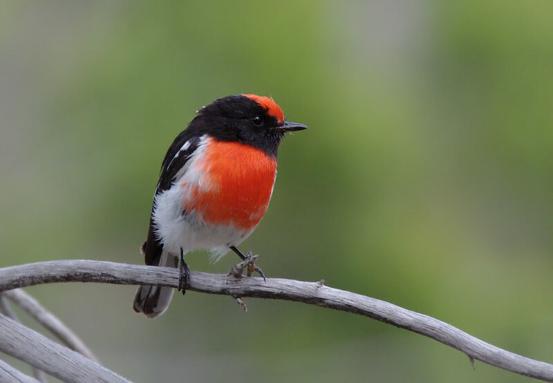 Red-breasted Flycatcher