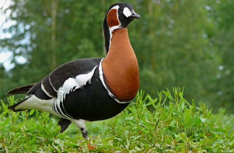 Red-breasted Goose — Green, Natural