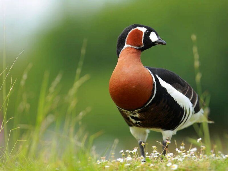 Red-breasted goose in grass