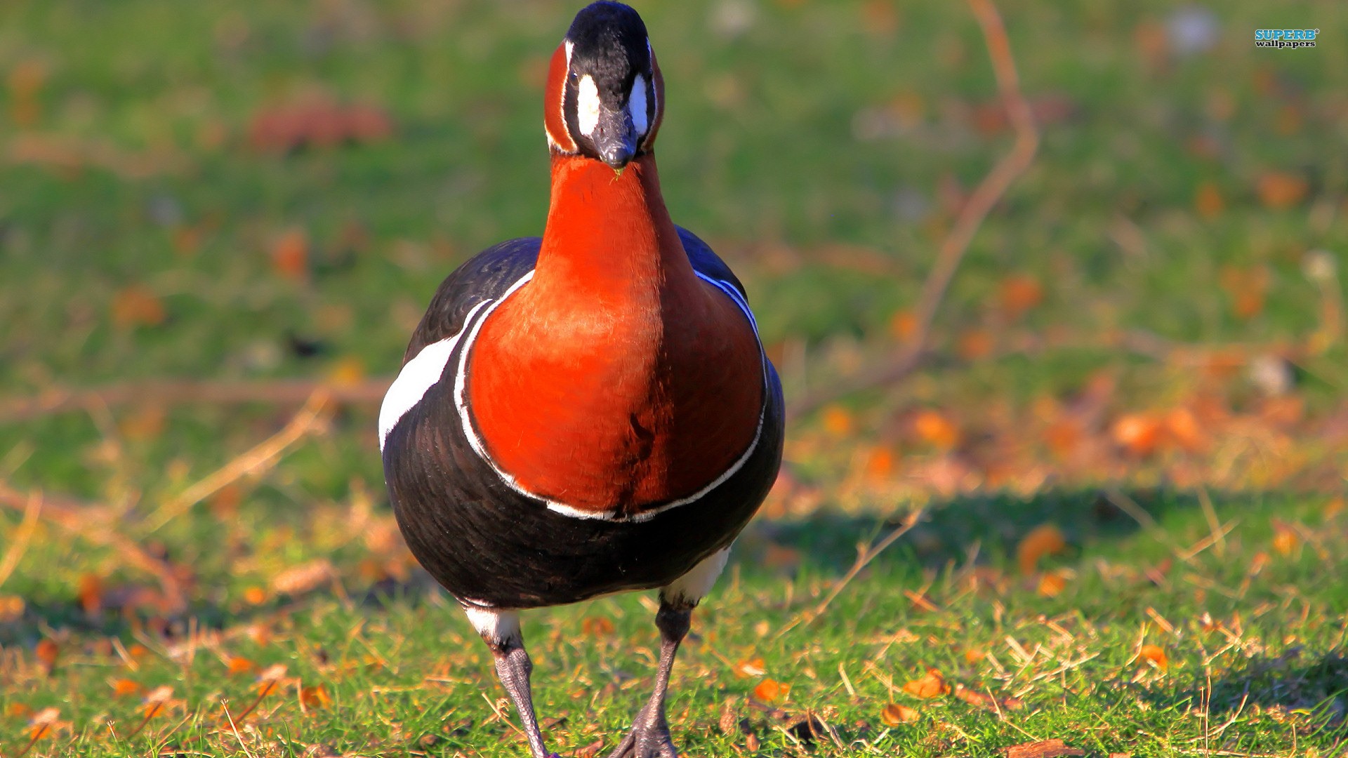 Red-breasted goose on grass