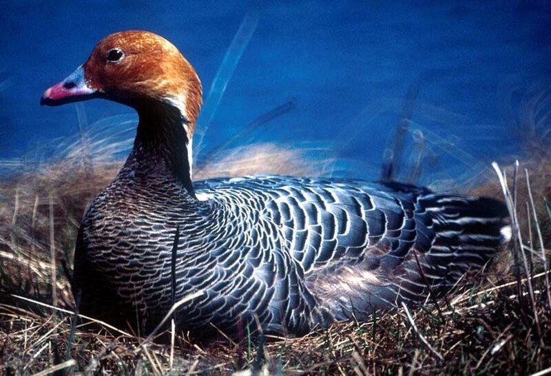 Red-breasted Goose