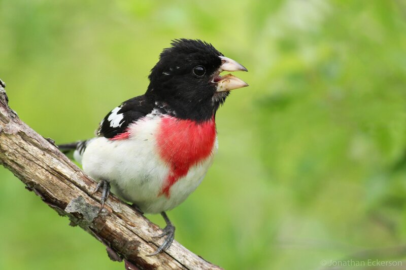 Red-breasted Grosbeak