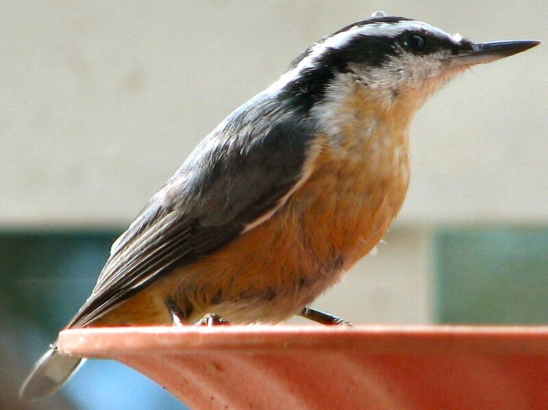 Red-breasted Nuthatch