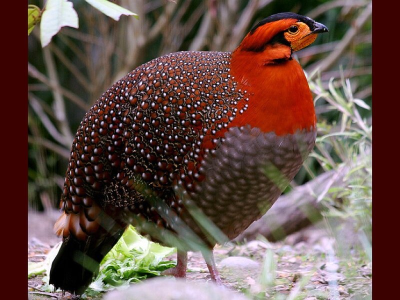 Red-breasted Partridge — Orange