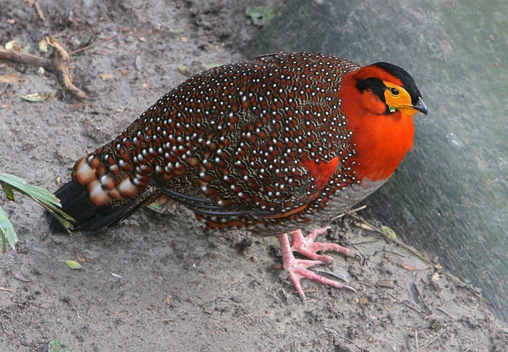 red-breasted partridge