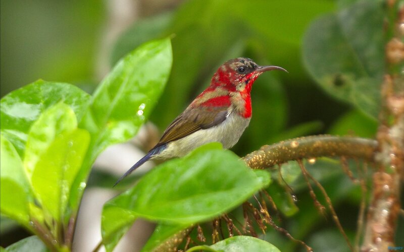 Red-breasted Sunbird — Green