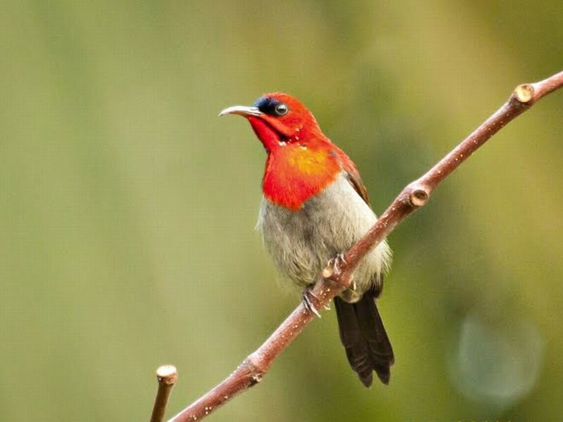 Red-breasted Sunbird