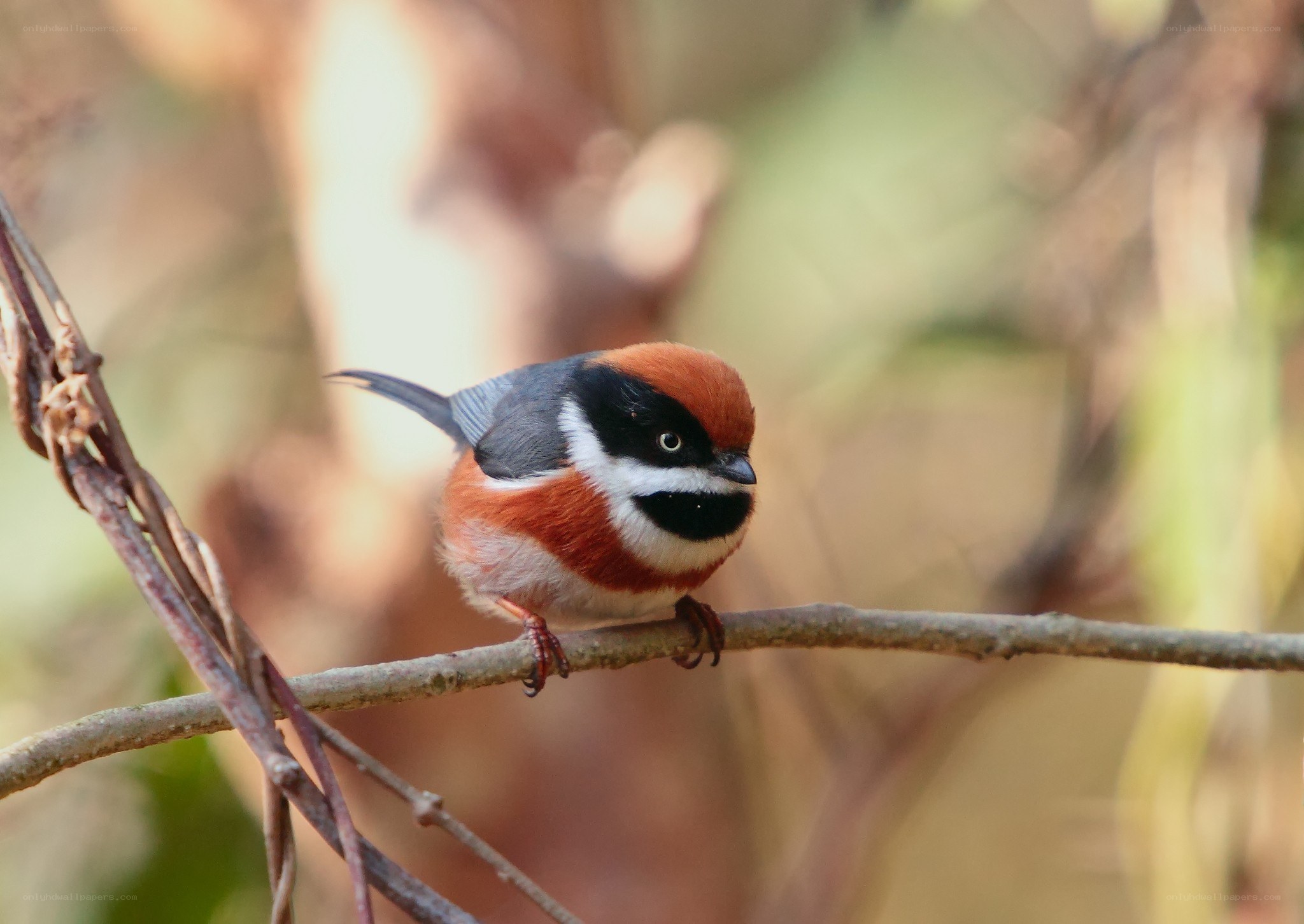 Red-breasted Tit on a branch