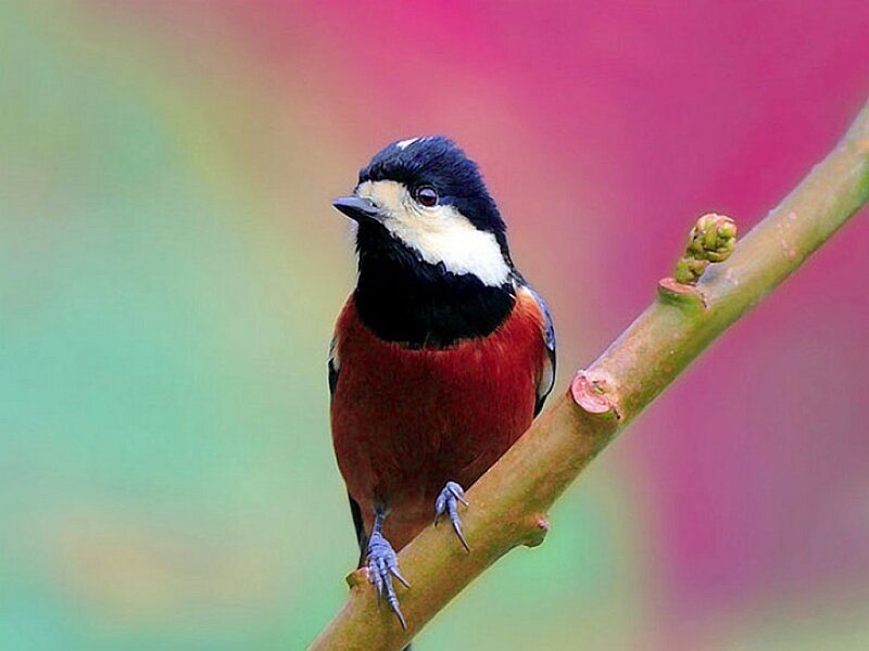 Red-breasted Tit on Branch