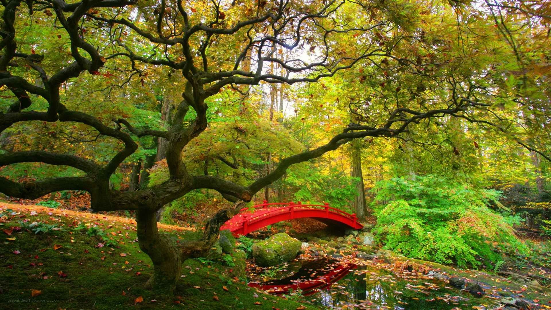 Red bridge in autumn forest