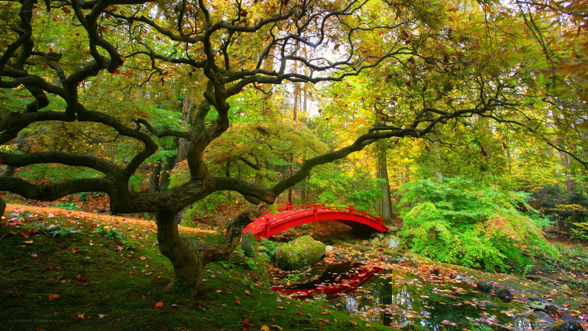Red bridge in autumn forest