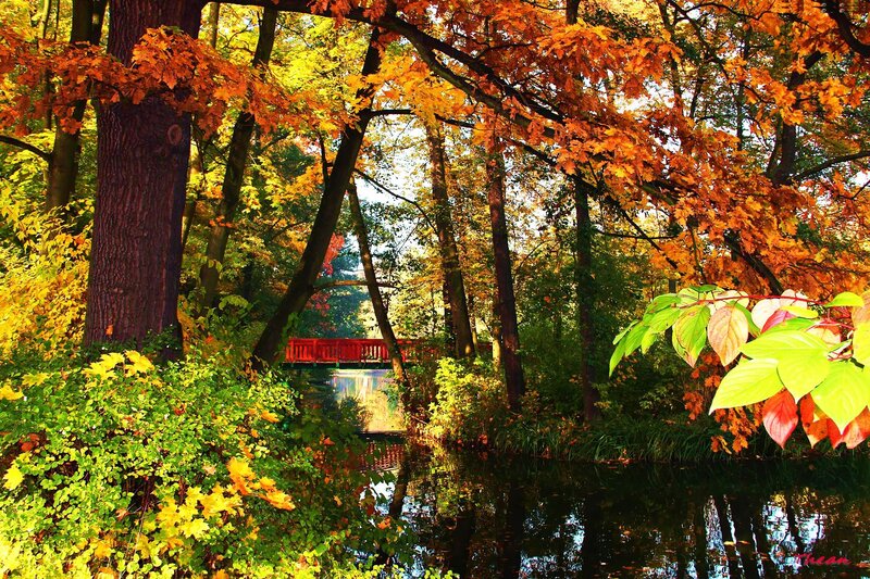 Red Bridge in Autumn Forest — Orange