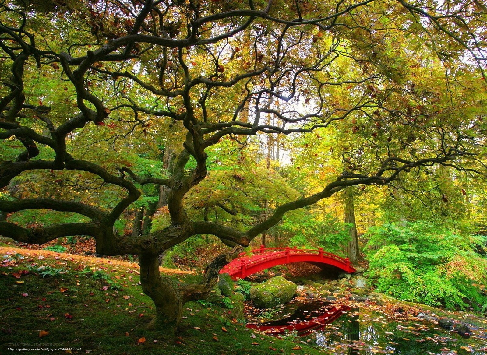 Red bridge in autumn forest