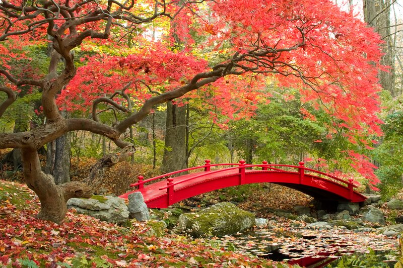 Red Bridge in Autumn — Serene, Photograph