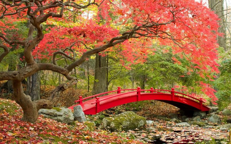 Red Bridge in Autumn — Serene, Photograph, Tree, River