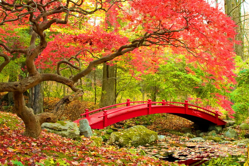 Red Bridge in Autumn — Serene, Photograph, Tree