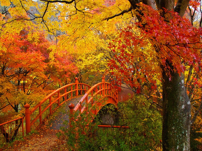 Red Bridge in Autumn