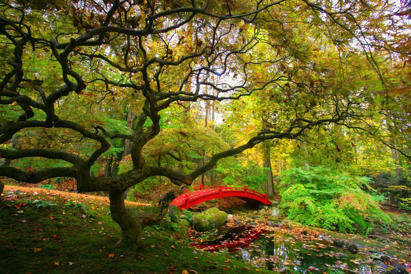 Red Bridge in Forest — Green, Serene, Autumn, Photograph, Tree, Pond